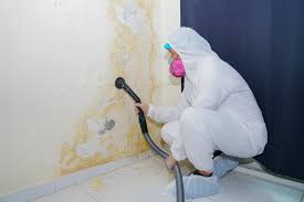 Best Black Mold Removal  in Midway, NC